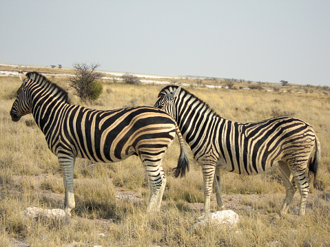 Zebras during a safari animals, Namibia