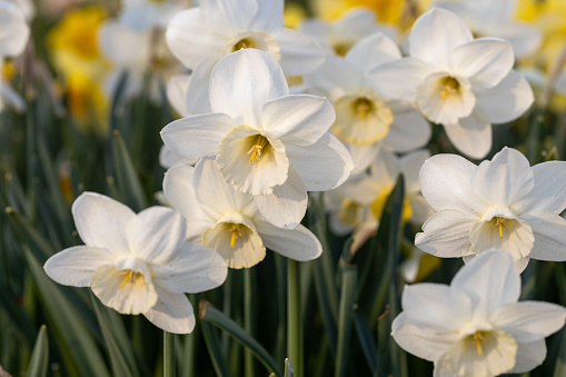 Close-up of white narcissus flowers (Narcissus poeticus) in spring garden