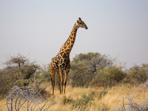 Giraffe in the wild landscape of Namibia