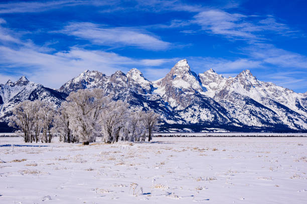 istock Frozen Trees and Grand Teton 2122806246
