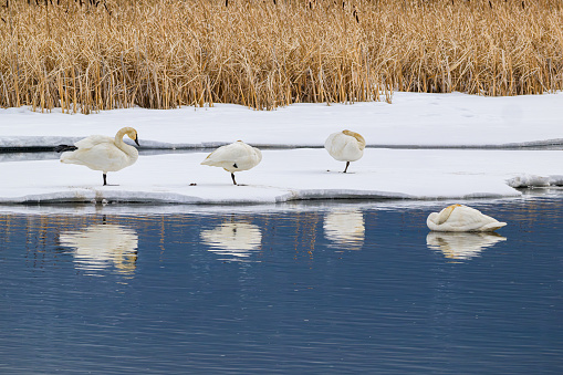 Four Trumpeter Swans relaxing by the water