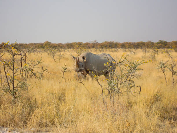 Rhinoceros view during a safari trip in Namibia