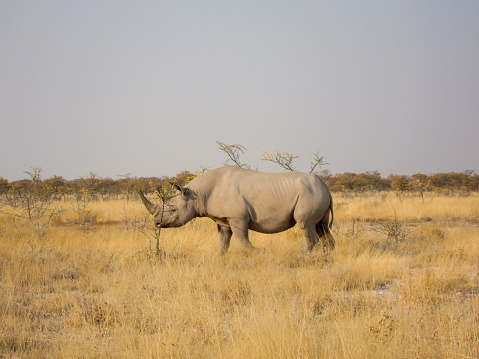 Rhinoceros view during a safari trip in Namibia