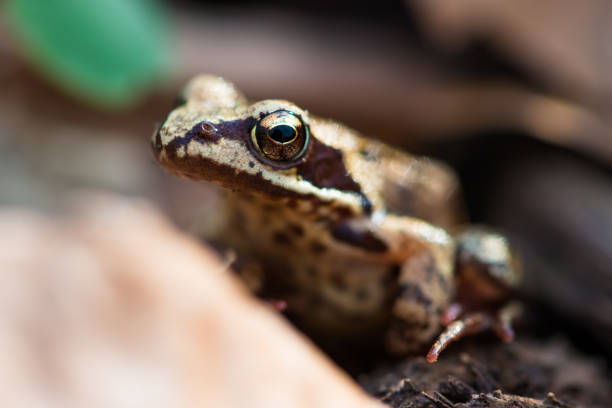 istock Moor frog in an early spring forest 2122813676