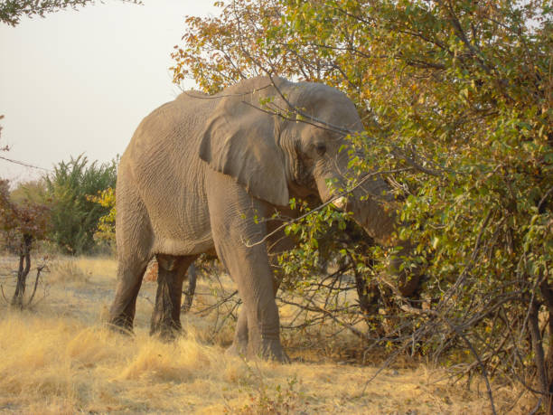 istock Elephant eating in the Savannah 2122814740