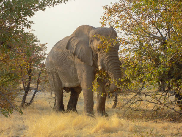 istock Elephant in the Savannah 2122814765