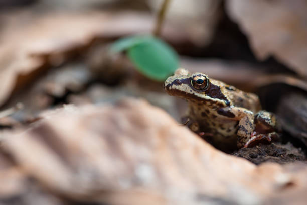 Moor frog (Rana arvalis) in an early spring forest, Ukraine
