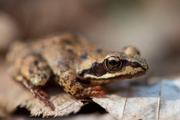 istock Moor frog in an early spring forest 2122816865