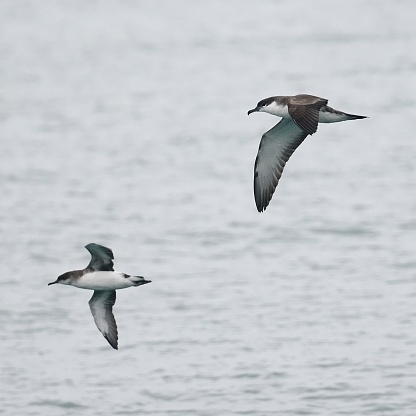 In the foreground, a single Buller's Shearwater (Ardenna bulleri) soars over the waters of Waitemata Harbour accompanied by, in the background, a single Fluttering Shearwater (Puffinus gavia). Both are species that breed only around the islands surrounding North Island, New Zealand.