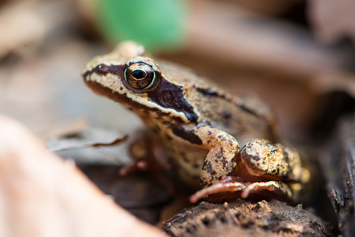 Moor frog (Rana arvalis) in an early spring forest, Ukraine