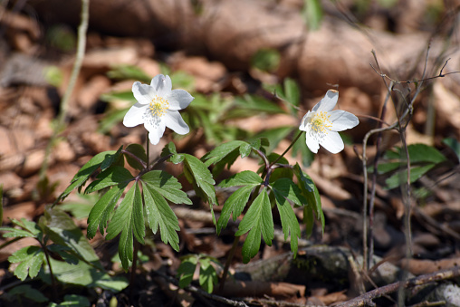 Wood anemone flowers captured near Zurich inside a forest. The flowers often announces springtime.