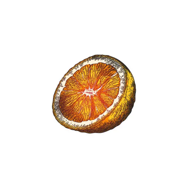 Vector illustration of Hand drawn half of an orange on an isolated background.