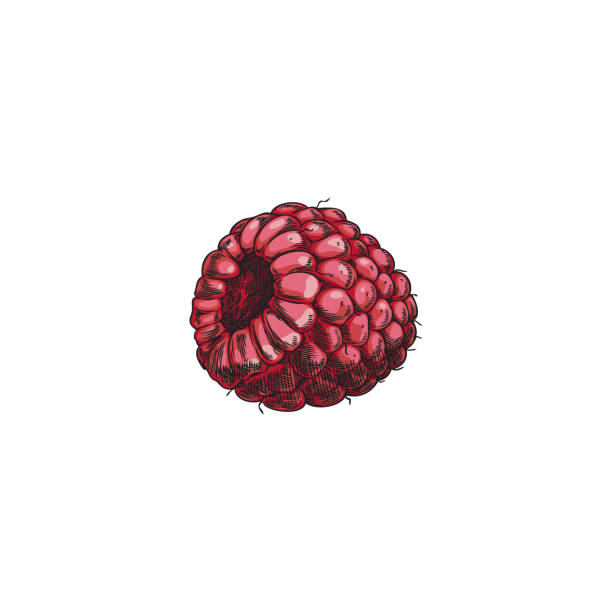 istock Raspberry hand drawn vector illustration, farm natural pink berry sketch, juicy sweet fruit, organic food design element 2122827739