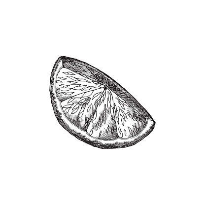Lemon wedge illustration in a detailed sketch style. Vector design perfect for culinary, health, and vitamin-related themes.