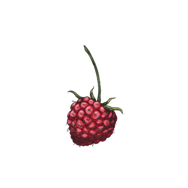 istock Raspberry with stem hand drawn vector, farm natural pink berry sketch, juicy sweet fruit, organic food design element 2122828361