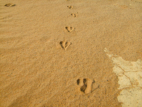 Tracks of animals on golden sand of Namibian desert