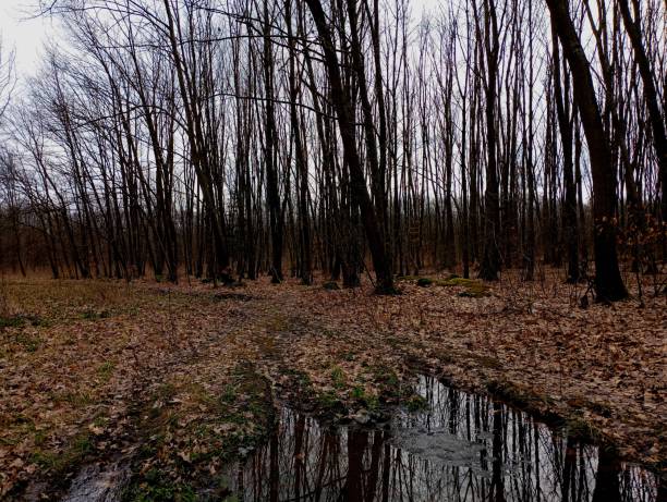 istock A large puddle in the middle of a spring forest on a forest road covered with fallen leaves. forest early spring landscape with a road on which there is a lot of swamp. 2122843606