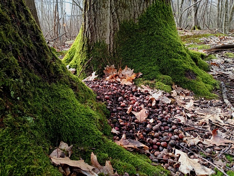 A mountain of oak acorns between two trees in the forest. Many acorns on the background of moss growing on trees. Forest backgrounds and textures and the diet of forest animals. A lot of forest squirrel food waste.
