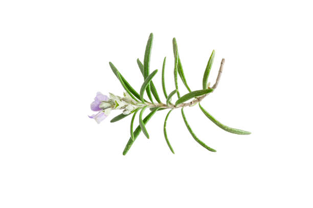 istock Rosemary isolated on white background 2122844629