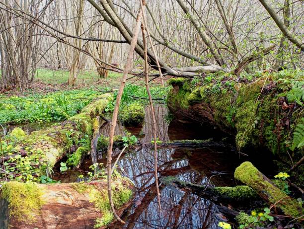 istock A beautiful forest stream flows in the forest between old tree trunks covered with green moss lying on the ground. Logs overgrown with green moss in the water of a picturesque stream. 2122844637