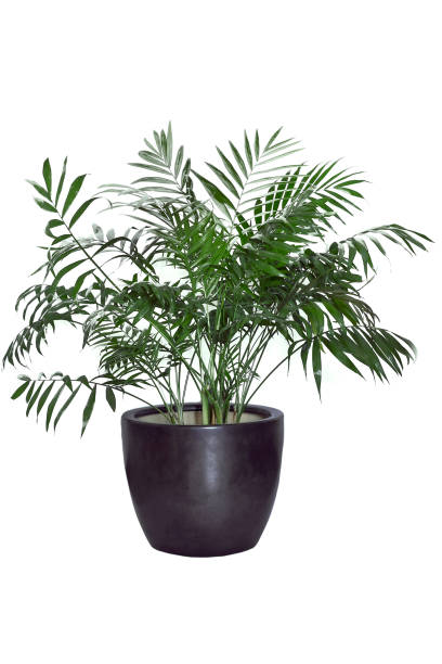 istock Tree grey in pot. House plant isolated on white background 2122844644