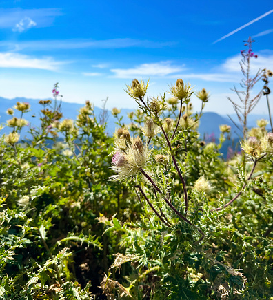 Alpine meadows bloom under a clear blue sky with mountain range backdrop.