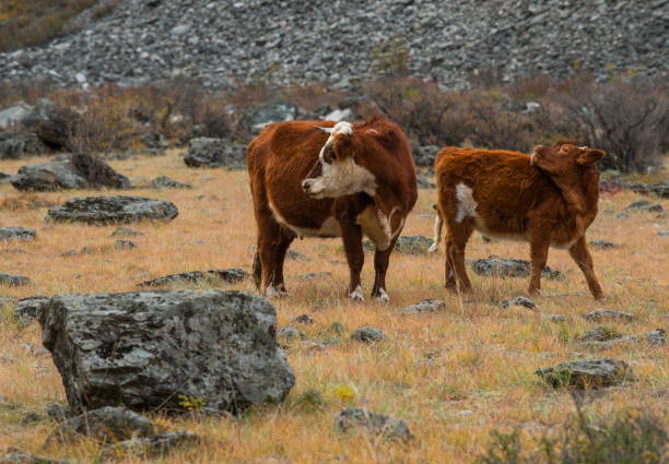 istock Pasture among the rocks 2122853446