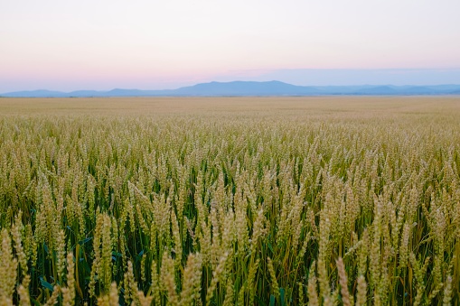 Wheat field in Inner Mongolia, China