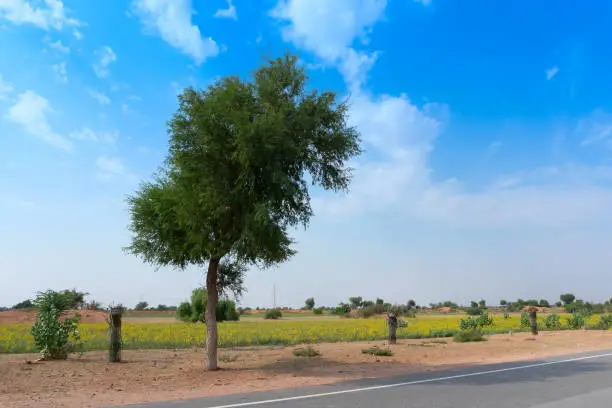 A big tree standing alone beside mustard seeds plantation near Jodhpur city, at Thar desert with blue sky background, Rajasthan, India.