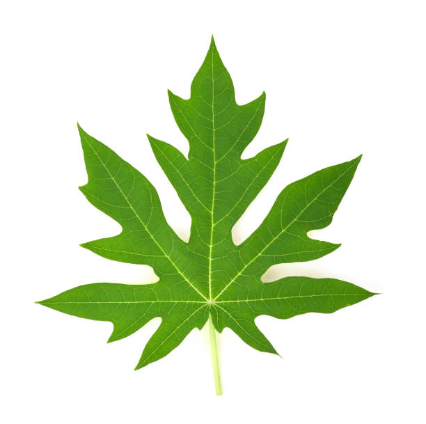 istock Papaya green leaves on white background isolated.  top view 2122859163