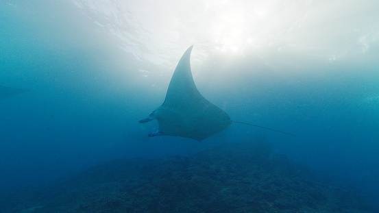 Giant oceanic manta ray or Mobula birostris slowly swims underwater next to the camera
