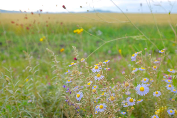 It was a September in Inner Mongolia, china