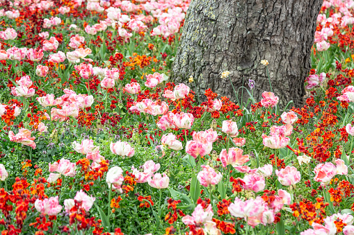 Spring flowers in one of many London parks England Europe