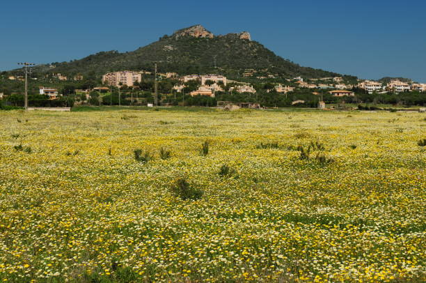 Colorful Meadow With Blooming Wildflowers In Cala Millor Mallorca On A Wonderful Sunny Spring Day With A Clear Blue Sky