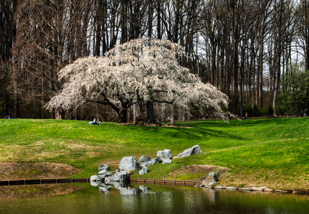 Cherry Blossom Panorama next to the tidal basin in Washington DC, taken in March 2022.