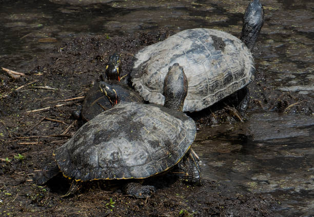 istock Mud turtles on a lake bank 2122917485