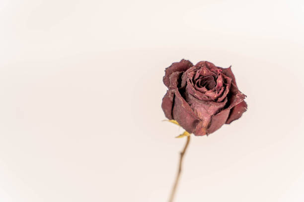 A stunning dried red rose placed on a clean white background, creating a romantic and elegant floral decoration element with ample space for additional text or graphics.