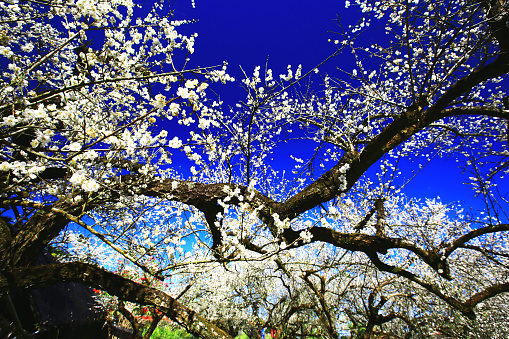 white Plum blossoms blooming on the branches with blue sky background at sunny day