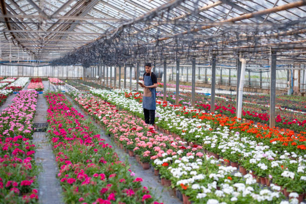 istock Young man with digital tablet working in greenhouse 2122943595