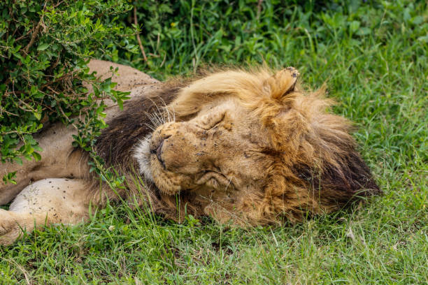istock The lion sleeps tonight 2122946183