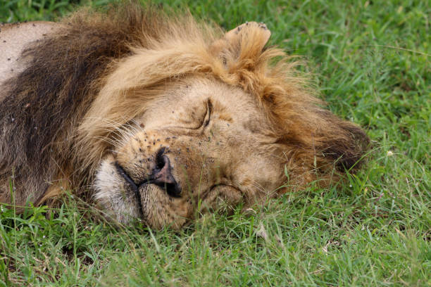 istock The lion sleeps tonight 2122946193