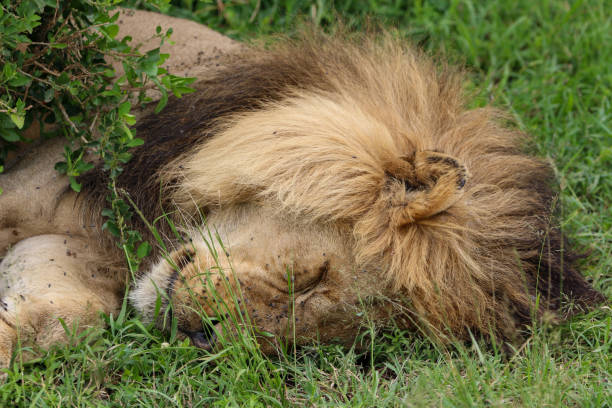 istock The lion sleeps tonight 2122947233