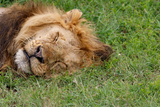istock The lion sleeps tonight 2122947751