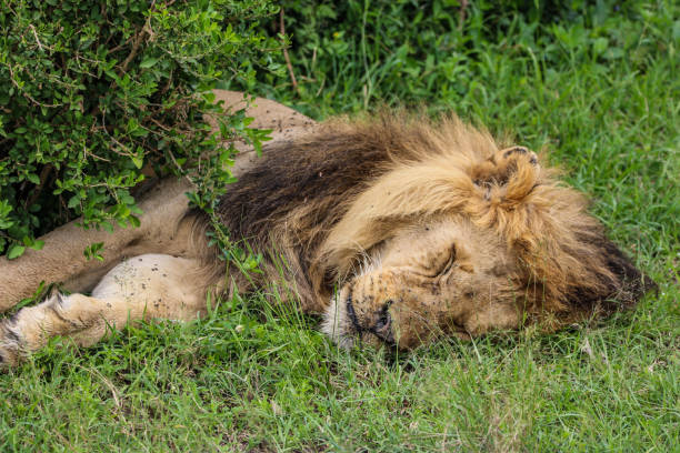 istock The lion sleeps tonight 2122948272