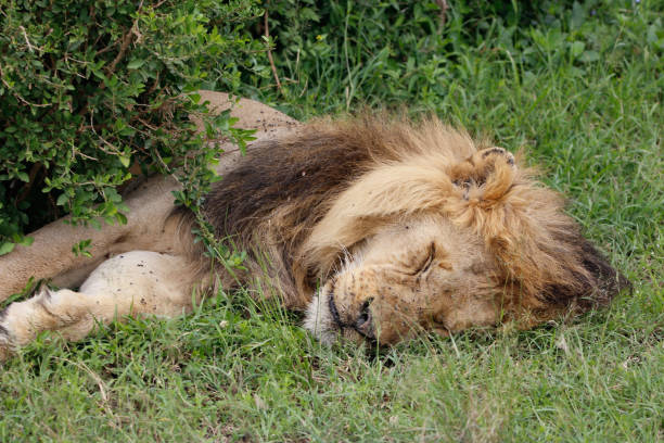 istock The lion sleeps tonight 2122948783