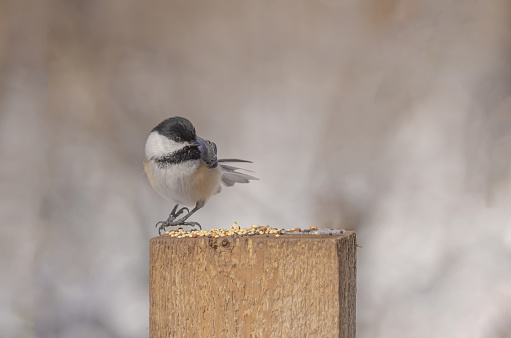 A black-capped chickadde on a post with some seed, and a little bit of melting snow from the spring snow storm.