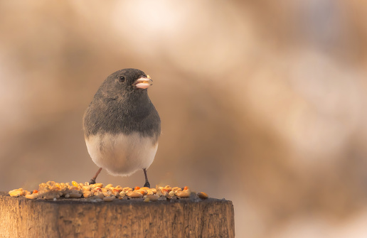 A dark-eyed junco on a wooden stump with  bird seed in its beak.