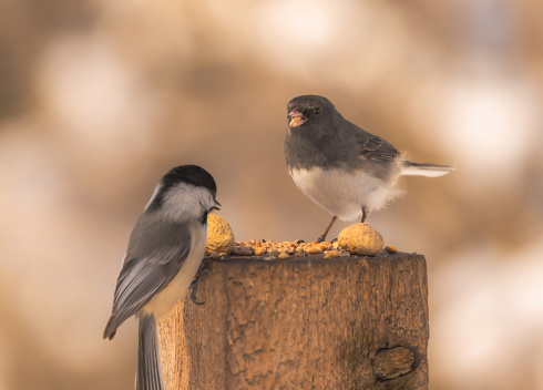A dark-eyed junco on a wooden stump with  bird seed in its beak.