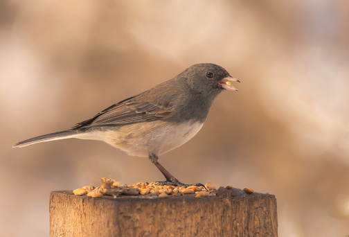 A dark-eyed junco on a wooden stump with  bird seed in its beak.