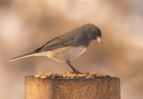 A dark-eyed junco on a wooden stump with  bird seed in its beak.